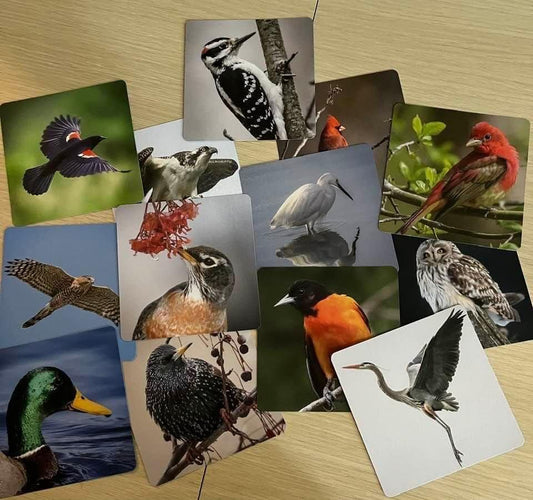 (ho-dee-ay) Birds - Dementia Activity Developed by Caregivers - a Great Gift for Seniors - Simple and Engaging Photo Cards