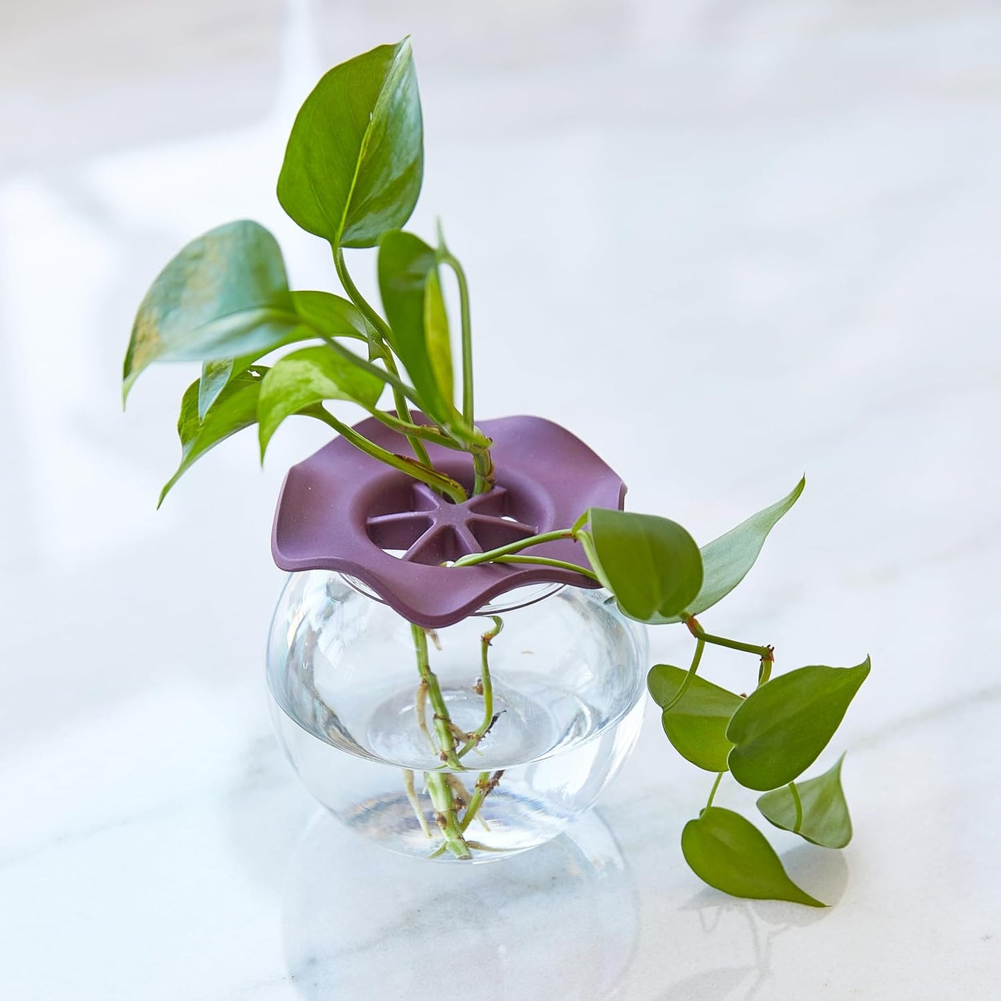 Modern Sprout Eco-Friendly Produce Keeper for Fresh Herbs & Greens - 2 Pack | BPA-Free, Sustainable Materials - Extends Freshness Up to 2 Weeks - Gift for Plant Lovers and Home Chefs