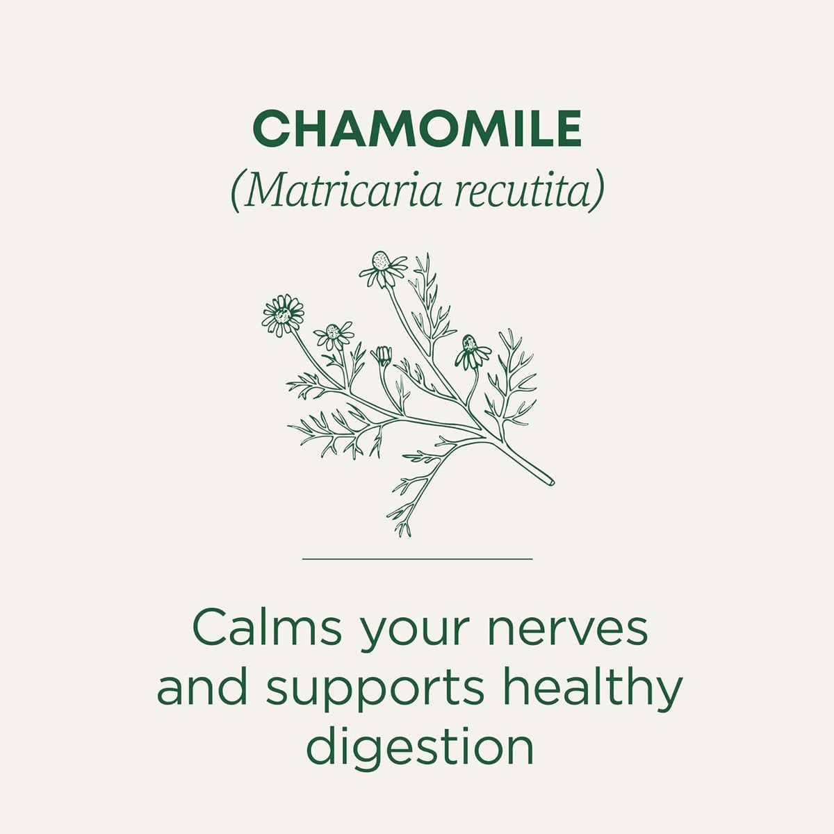 Traditional Medicinals Organic, Chamomile Tea - Supports Stress Relief and Relaxation - Kosher, Non-GMO, Caffeine-Free, Compostable - 16 Tea Bags