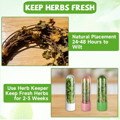4 PCS Fresh Herb Keeper for Refrigerator, Herb Saver for Refrigerator, Cilantro Containers for Fridge, Herb Storage Containers for Cilantro Asparagus Mint Rosemary Parsley Basil for 2-3 Weeks