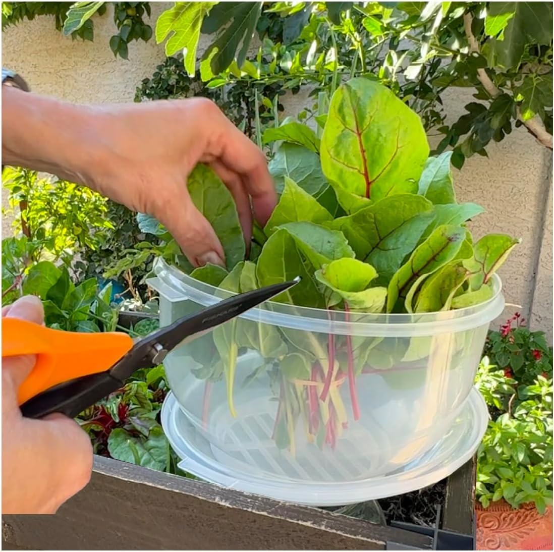 Trenton Gifts Lettuce And Vegatable Storage Keeper | 7" X 8"