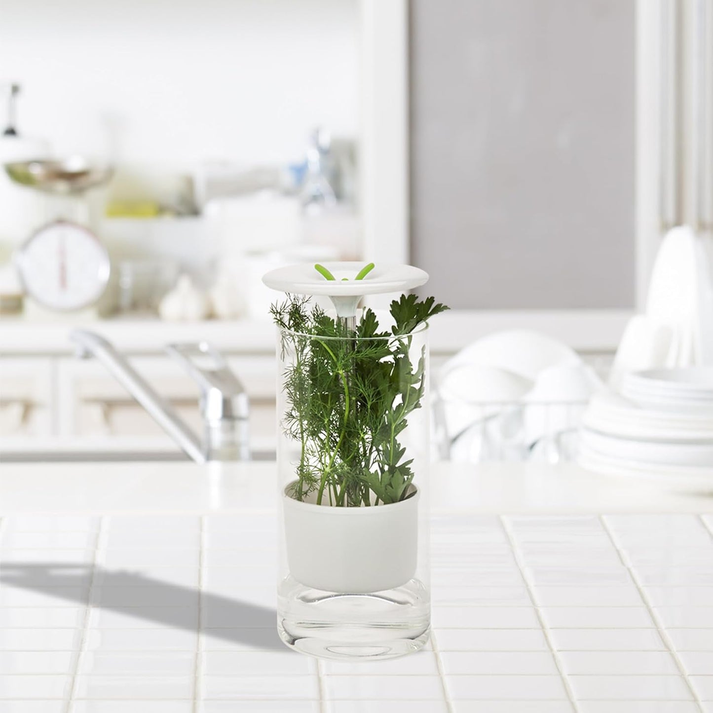 Honey-Can-Do Glass Herb Preserver, Clear/White, medium