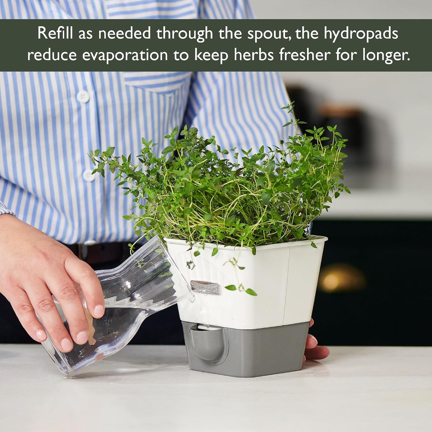 Cole & Mason Fresh Herb Keeper - Acrylic Storage Container for Refrigerator - Storage for Herbs & Vegetables for Fridge - Fresh Herb Keeper