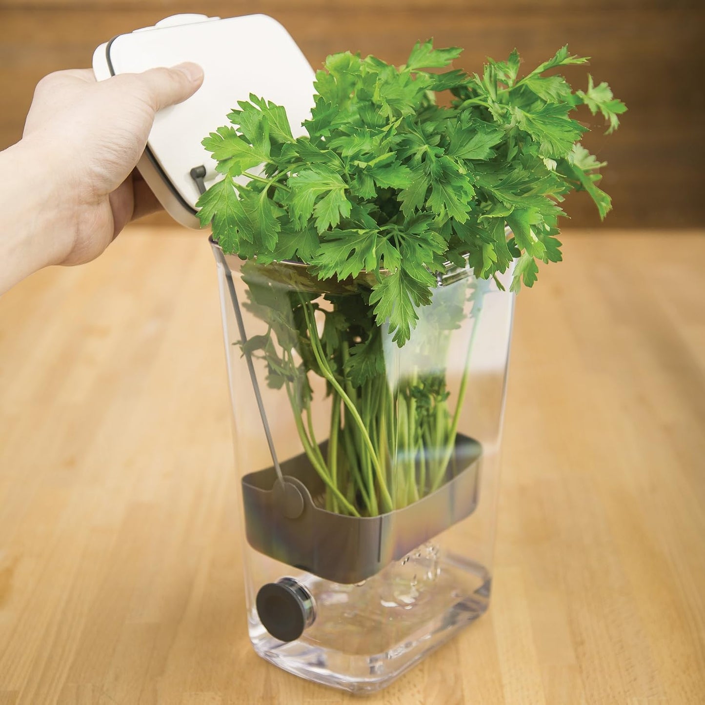 ProKeeper Herb Keeper with Removable Silicone Drain Plug, BPA-Free Plastic | Stores 1 to 3 Bunches Of Herbs Or Keeps Asparagus Hydrated, Removable Basket for Easy Access and Drainage, Dishwasher Safe