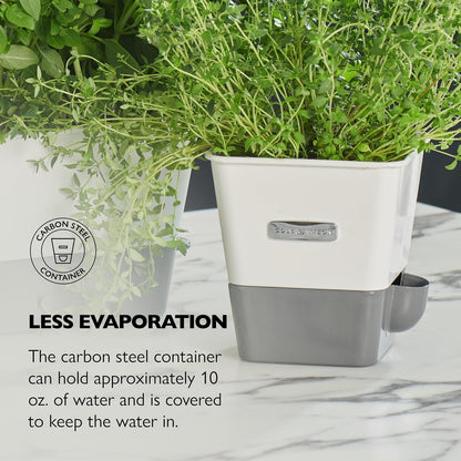 Cole & Mason Fresh Herb Keeper - Acrylic Storage Container for Refrigerator - Storage for Herbs & Vegetables for Fridge - Fresh Herb Keeper
