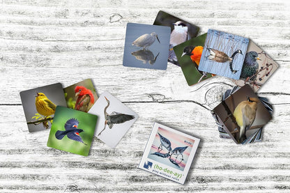 (ho-dee-ay) Birds - Dementia Activity Developed by Caregivers - a Great Gift for Seniors - Simple and Engaging Photo Cards