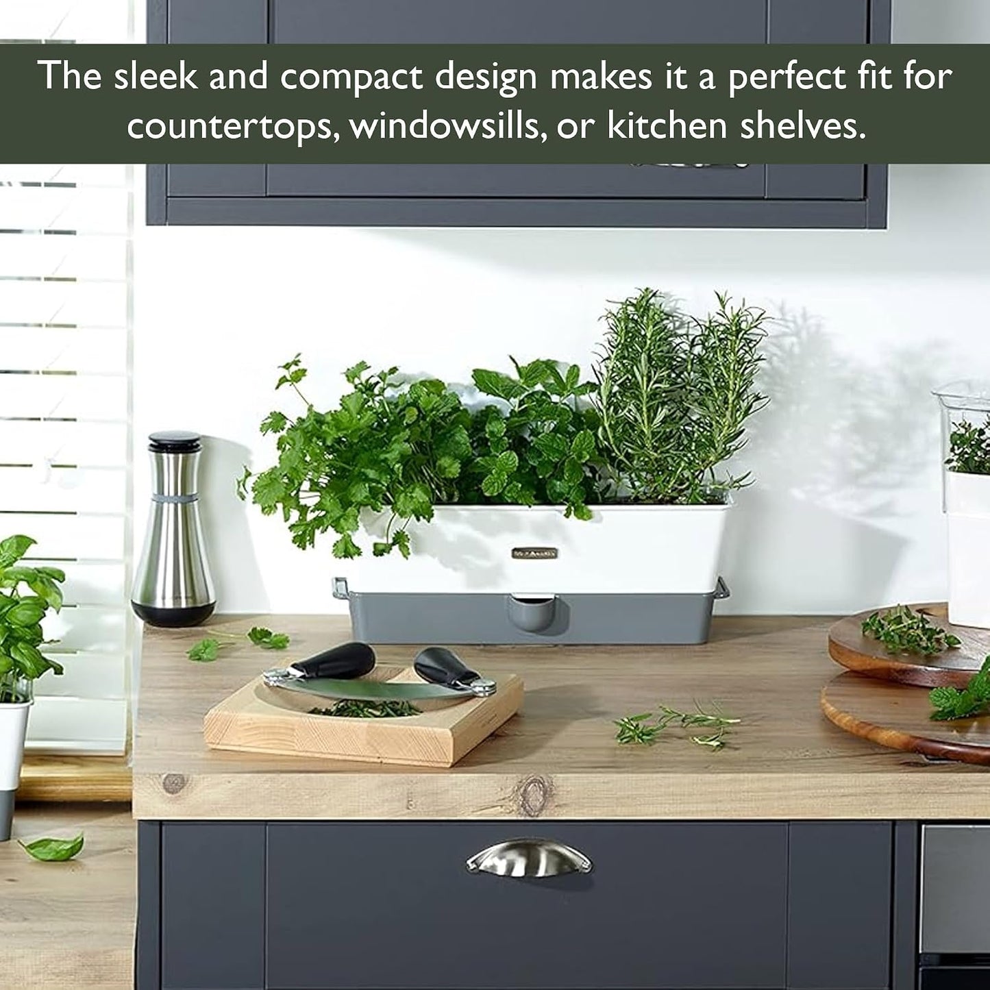 Cole & Mason Fresh Herb Keeper - Acrylic Storage Container for Refrigerator - Storage for Herbs & Vegetables for Fridge - Fresh Herb Keeper