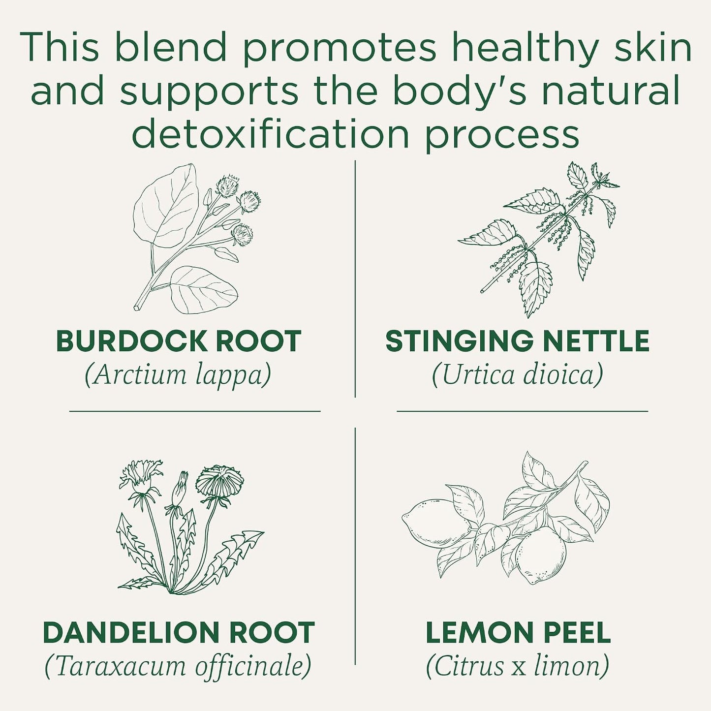 Traditional Medicinals Organic, Dandelion Leaf & Root - Dandelion Root Tea, Supports Normal Detox + Digestion - Kosher, Non-GMO, Caffeine-Free, Compostable - 16 Tea Bags