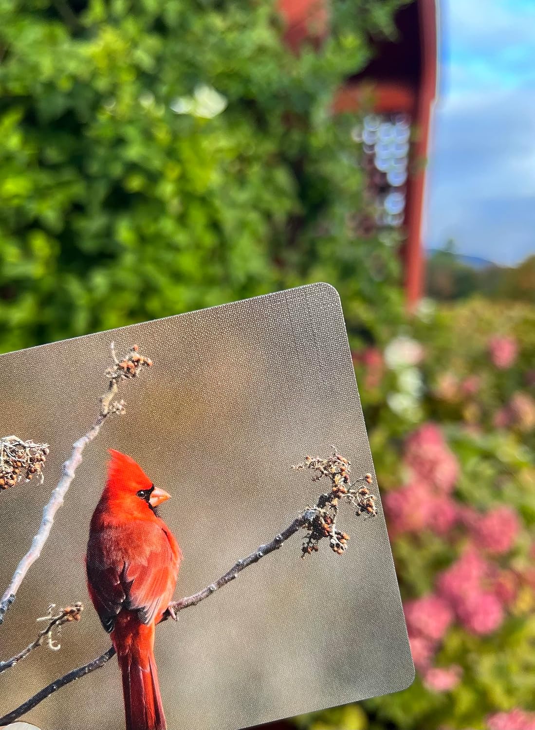(ho-dee-ay) Birds - Dementia Activity Developed by Caregivers - a Great Gift for Seniors - Simple and Engaging Photo Cards