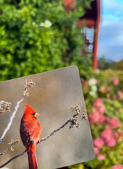(ho-dee-ay) Birds - Dementia Activity Developed by Caregivers - a Great Gift for Seniors - Simple and Engaging Photo Cards