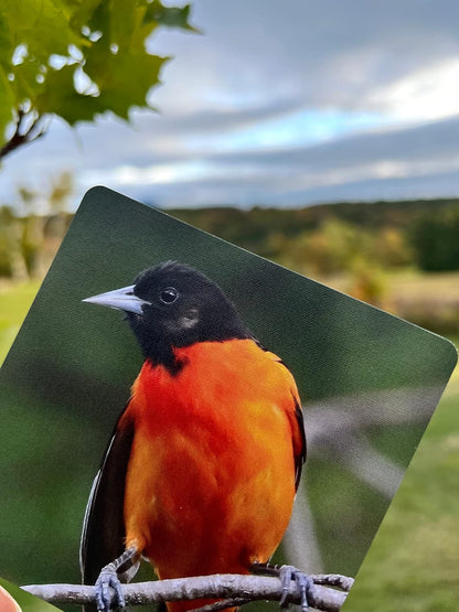 (ho-dee-ay) Birds - Dementia Activity Developed by Caregivers - a Great Gift for Seniors - Simple and Engaging Photo Cards